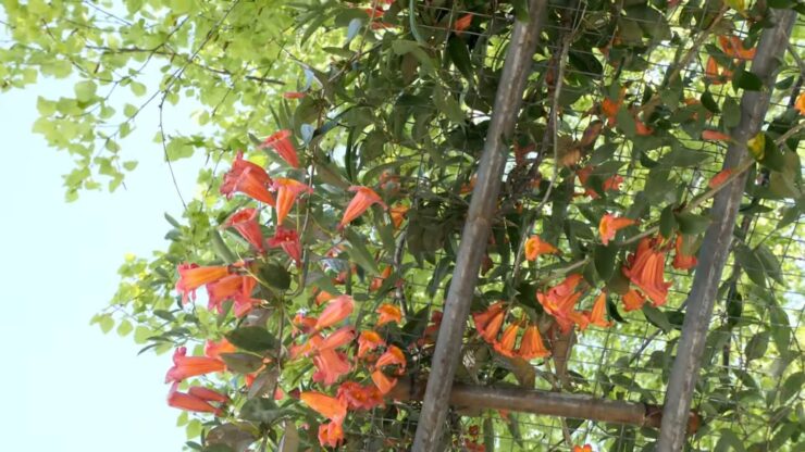Trellising and Arbors - Garden - Cross Vine