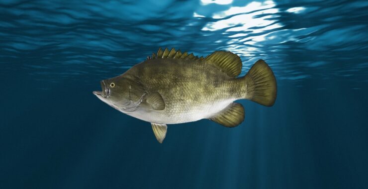 Tripletail Fish - Physical Characteristics