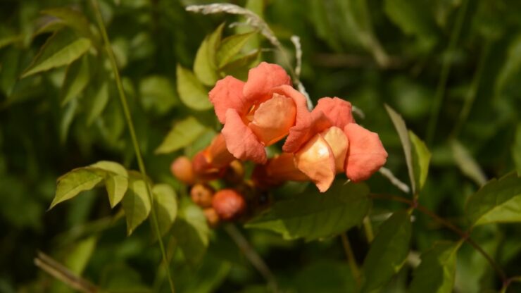 Trumpet Creeper Vine
