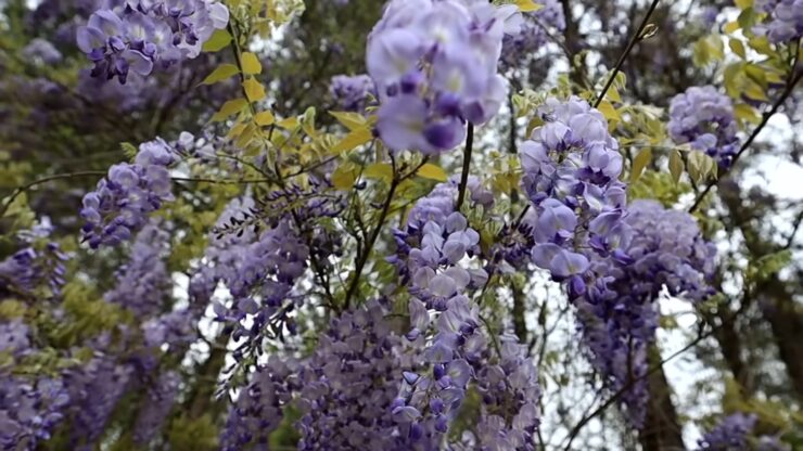 Purple Wisteria flowers cascading amidst green foliage
