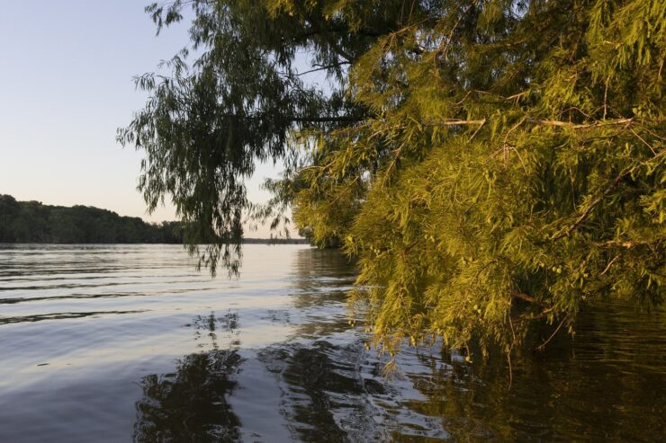 Water Locust - lake