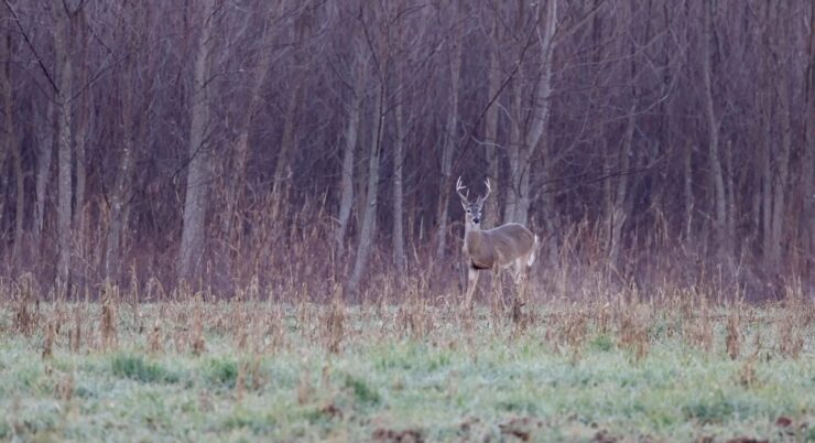 Whitetail Buck Near Forest