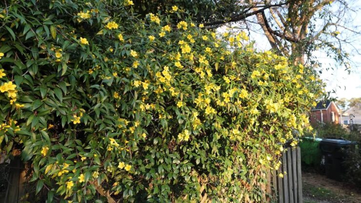 Yellow Jessamine Vine