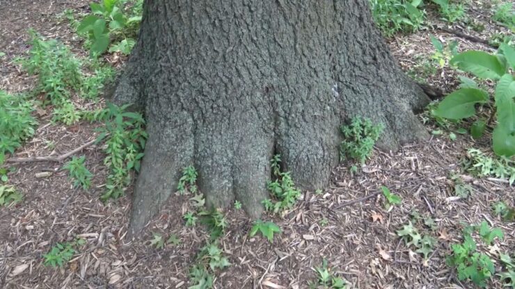 pin oak environmental Benefits - Root