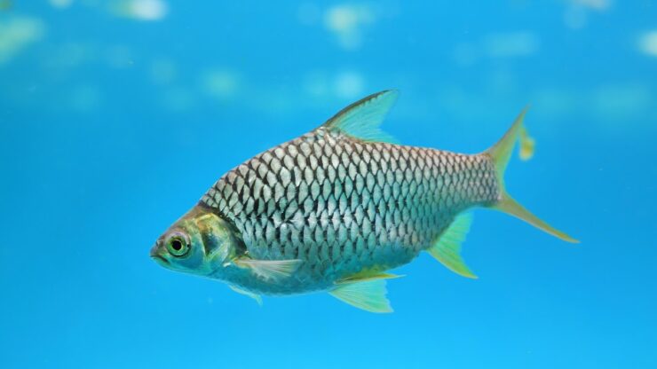Fish Facts: Java Barb - Barbonymus Gonionotus - The Jump