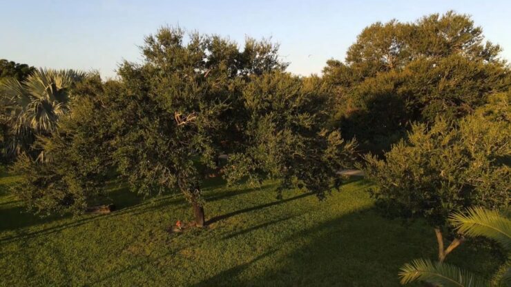 Laurel Oak Popular Choice in Landscaping