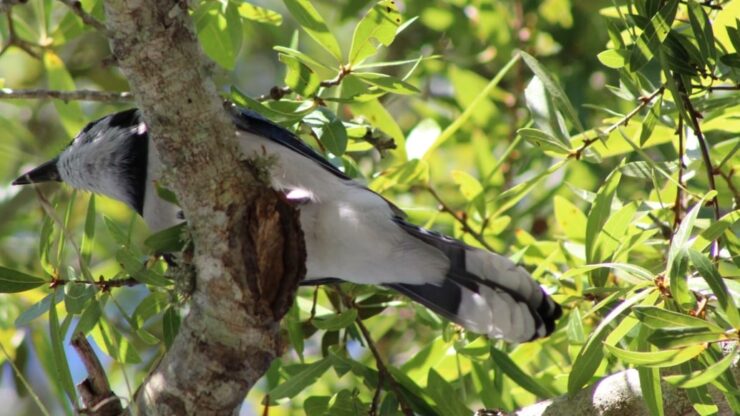 Laurel Oak Wildlife