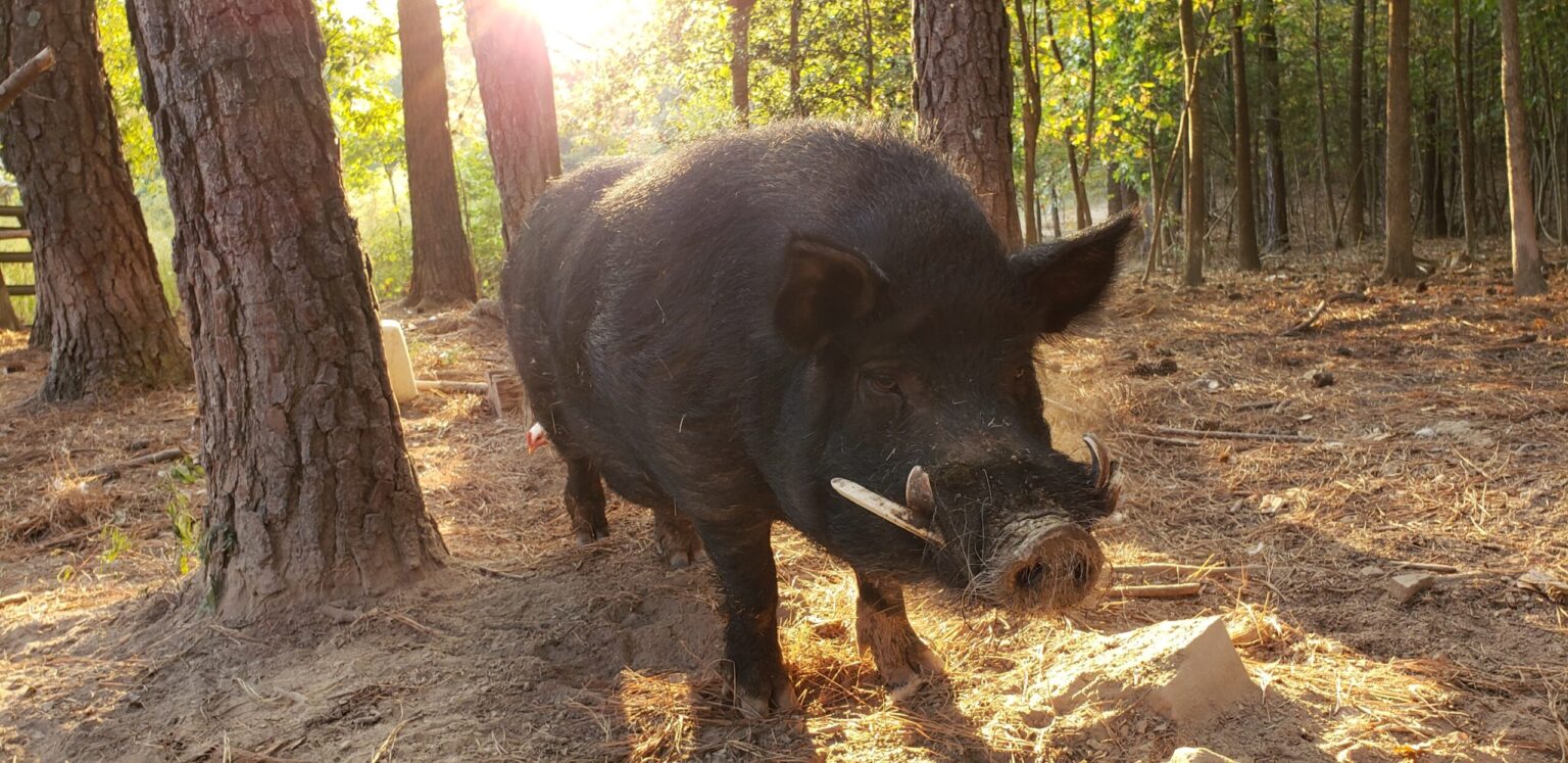 Amite Louisiana Hog The Jump