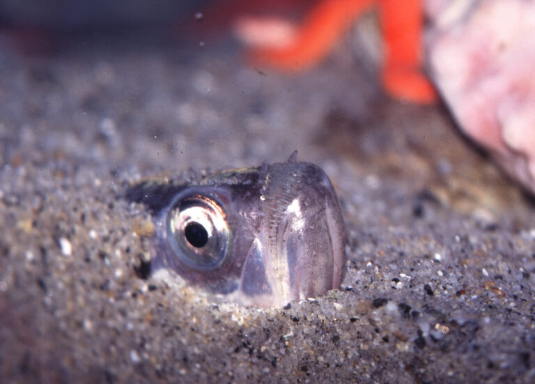 Fish Facts: Pacific Sandfish (Trichodon Trichodon) - The Jump