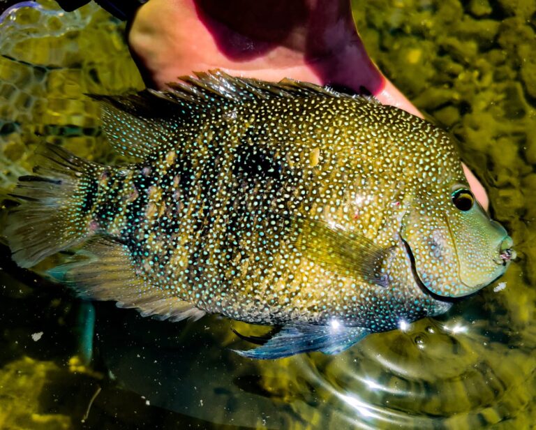 Fish Facts Rio Grande Perch Cichlasoma Cyanoguttatum The Jump