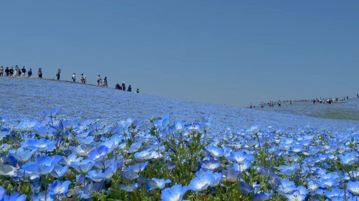 Hitachi Seaside Park, Japan