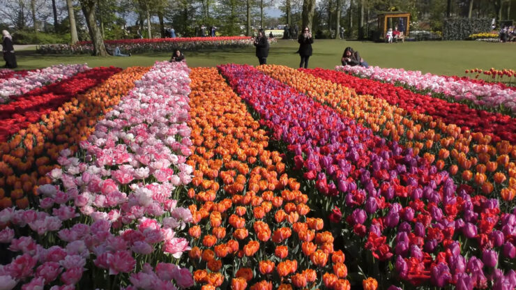 Keukenhof Gardens, Netherlands