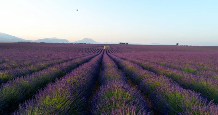 Provence Lavender Fields, France