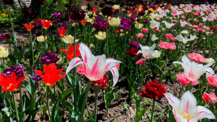 Tulip Festival, Ottawa, Canada